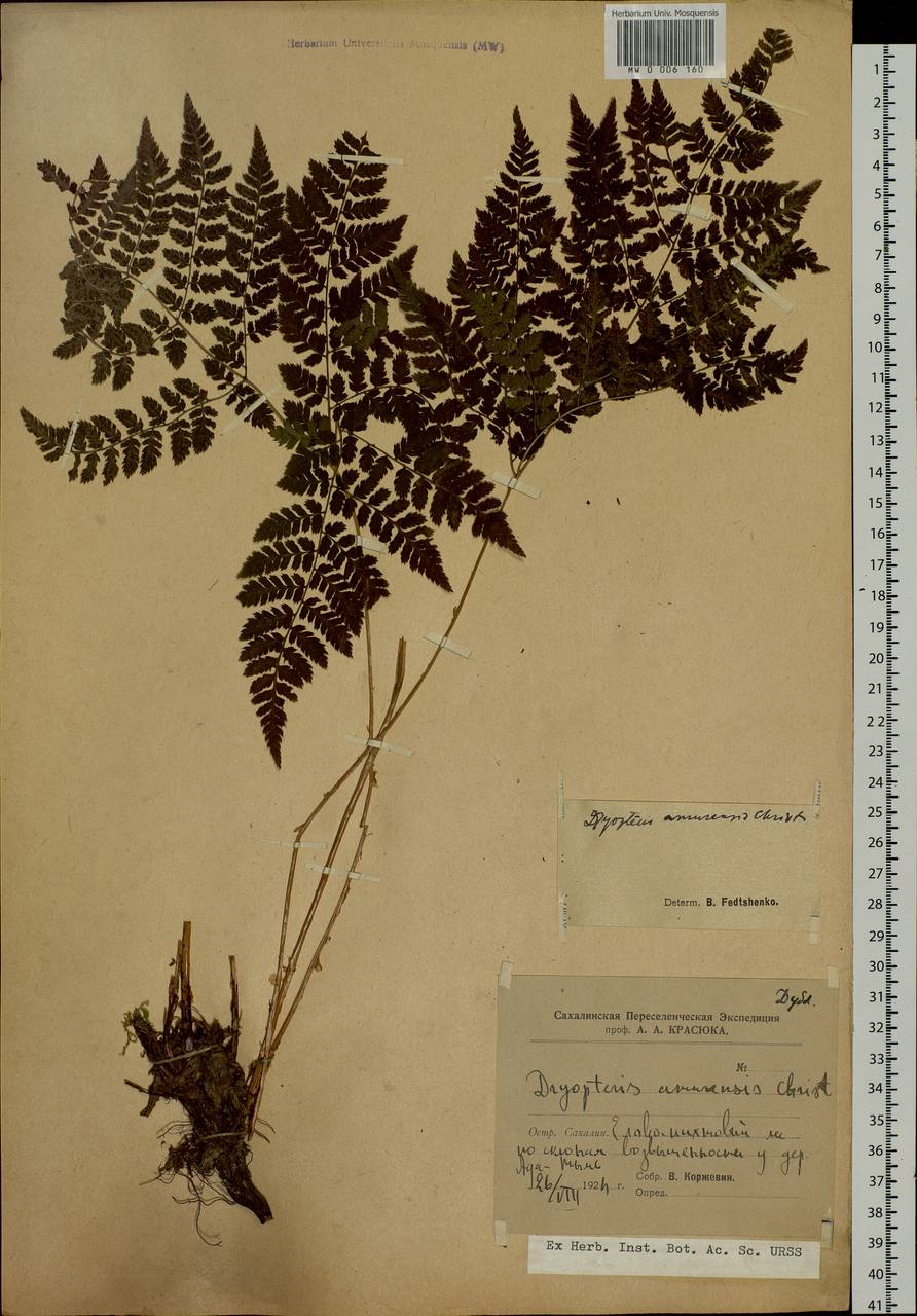 Dryopteris amurensis (Milde) Christ, Siberia, Russian Far East (S6) (Russia)