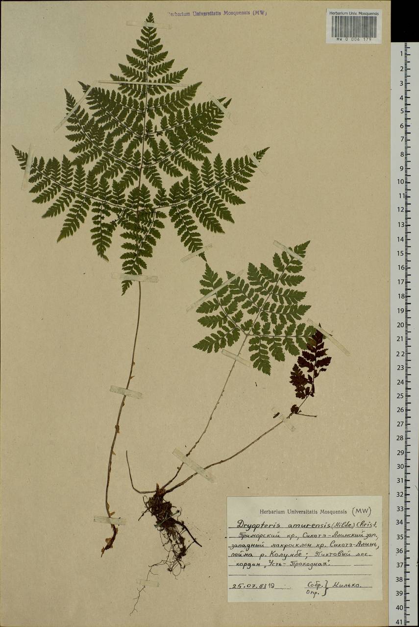 Dryopteris amurensis (Milde) Christ, Siberia, Russian Far East (S6) (Russia)