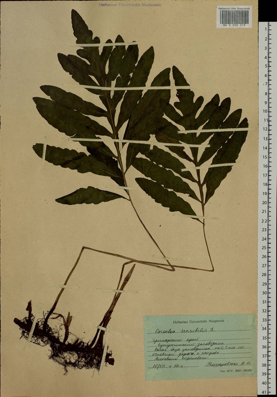 Onoclea sensibilis L., Siberia, Russian Far East (S6) (Russia)