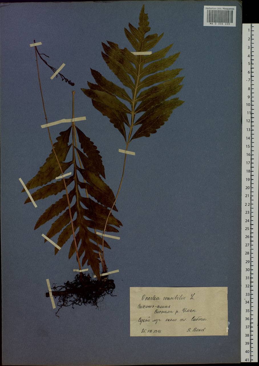 Onoclea sensibilis L., Siberia, Russian Far East (S6) (Russia)