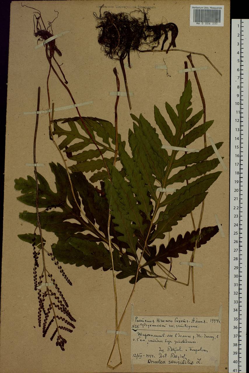 Onoclea sensibilis L., Siberia, Russian Far East (S6) (Russia)