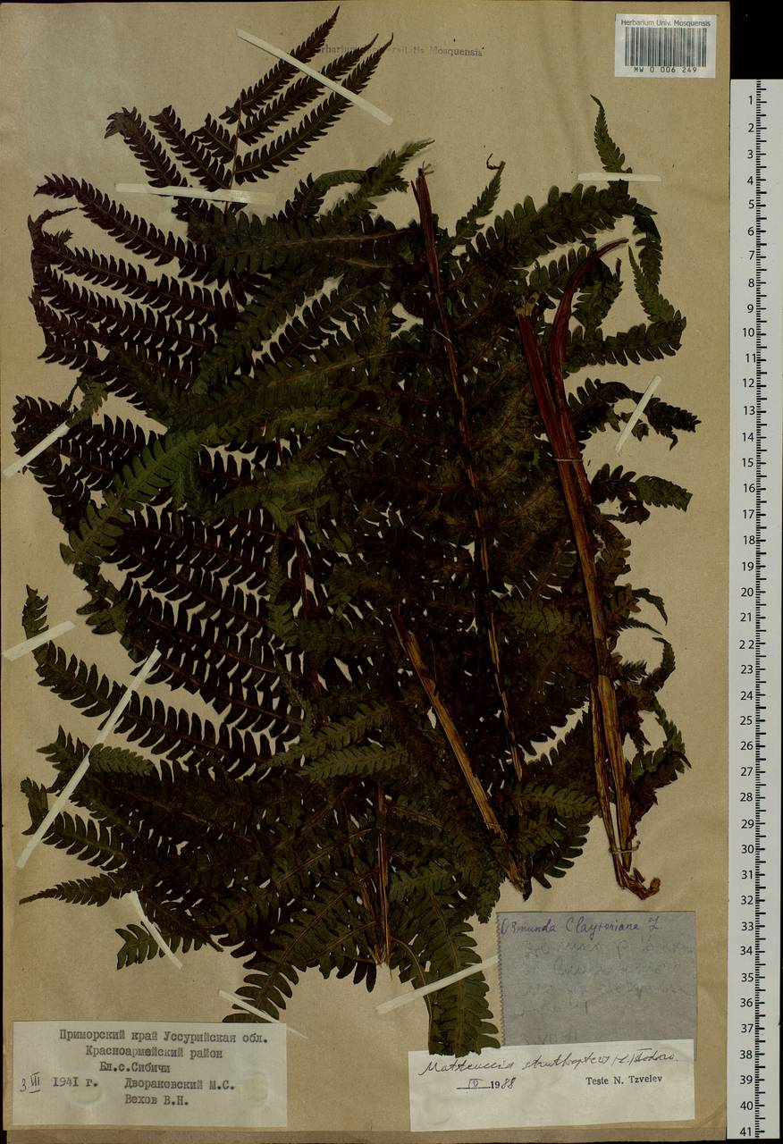 Matteuccia struthiopteris (L.) Tod., Siberia, Russian Far East (S6) (Russia)