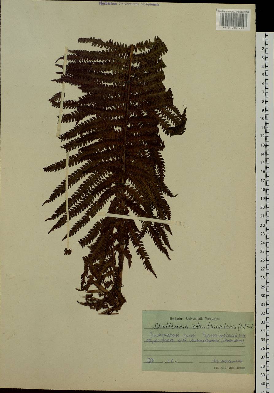 Matteuccia struthiopteris (L.) Tod., Siberia, Russian Far East (S6) (Russia)