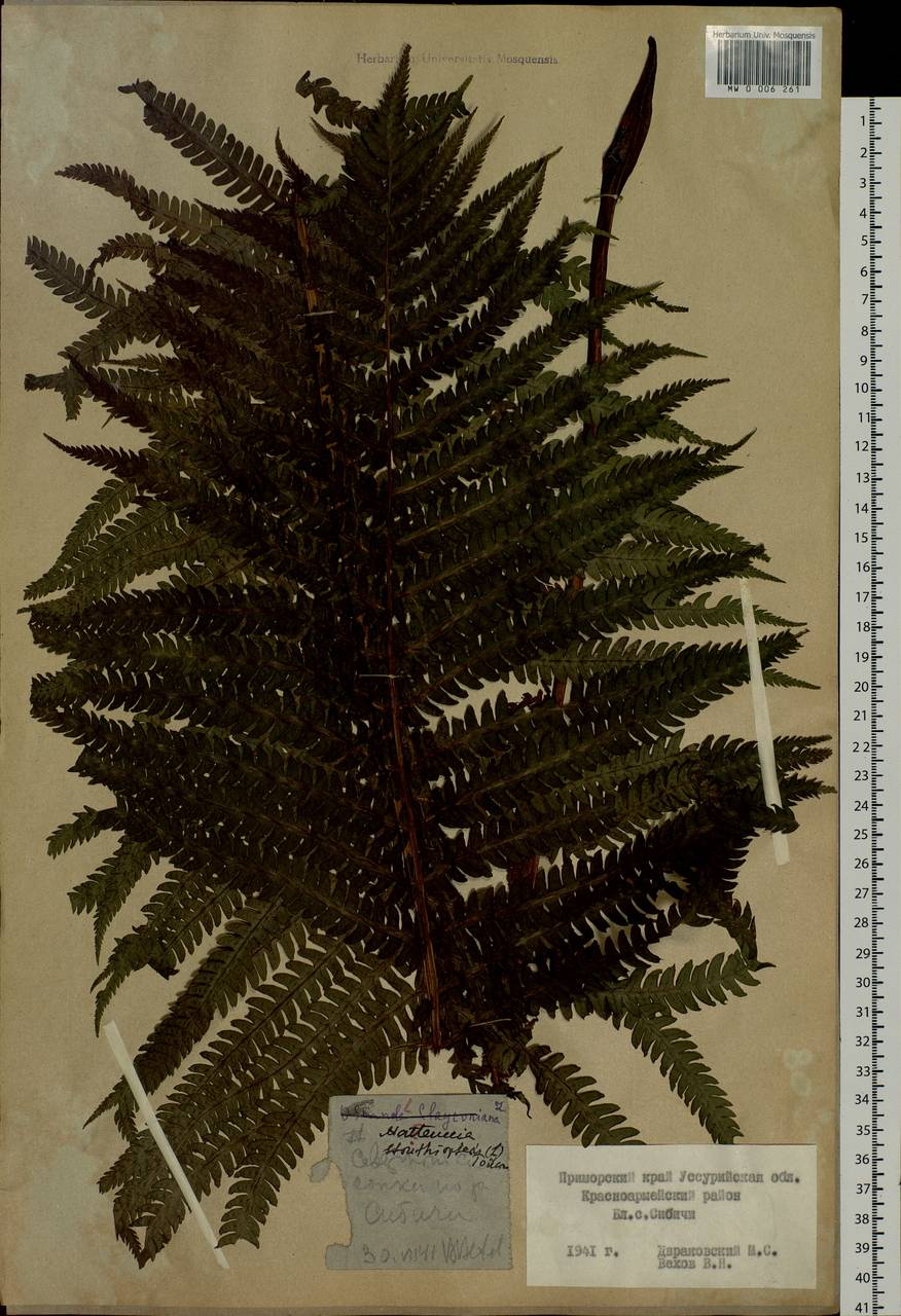Matteuccia struthiopteris (L.) Tod., Siberia, Russian Far East (S6) (Russia)
