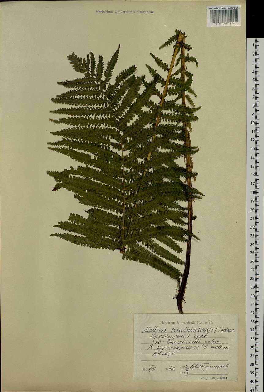 Matteuccia struthiopteris (L.) Tod., Siberia, Central Siberia (S3) (Russia)