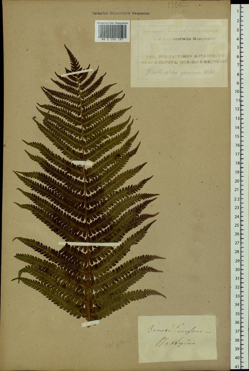 Matteuccia struthiopteris (L.) Tod., Siberia, Altai & Sayany Mountains (S2) (Russia)