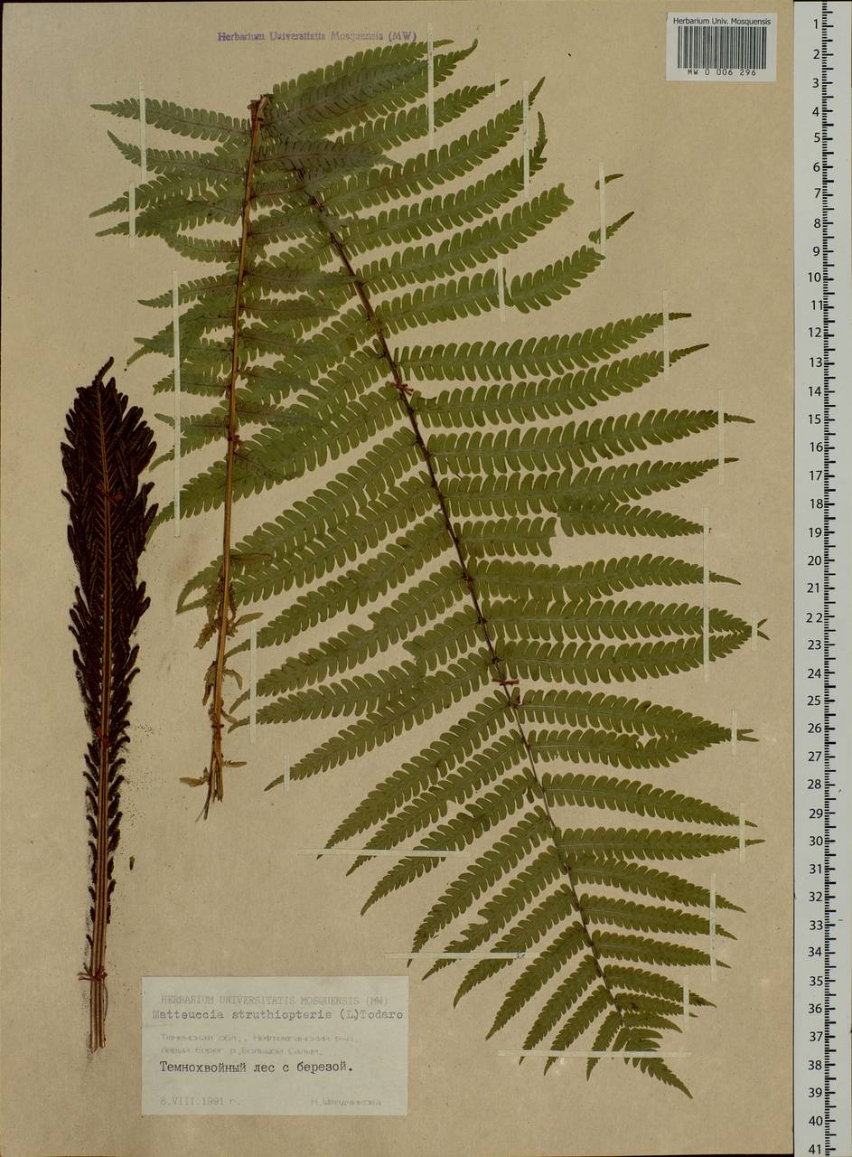Matteuccia struthiopteris (L.) Tod., Siberia, Western Siberia (S1) (Russia)