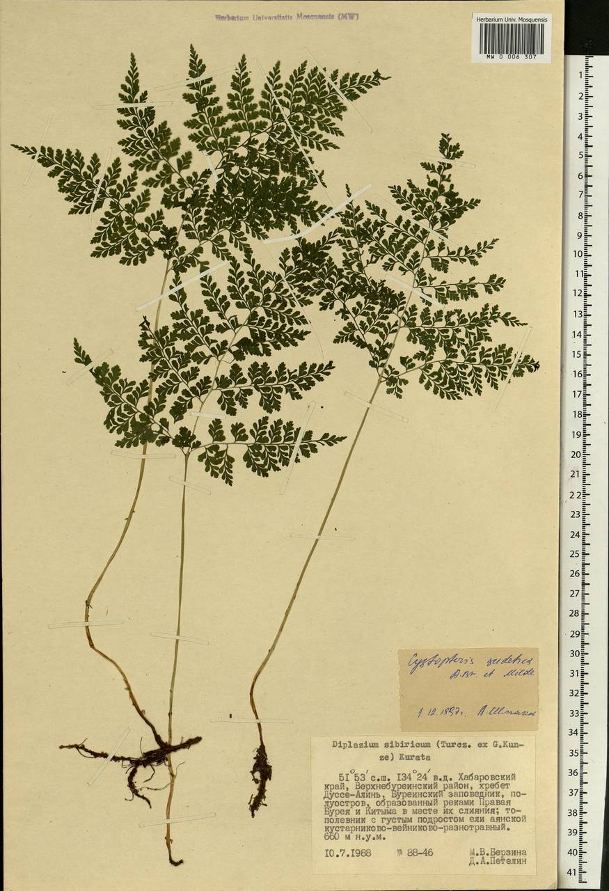 Cystopteris sudetica A. Braun & Milde, Siberia, Russian Far East (S6) (Russia)