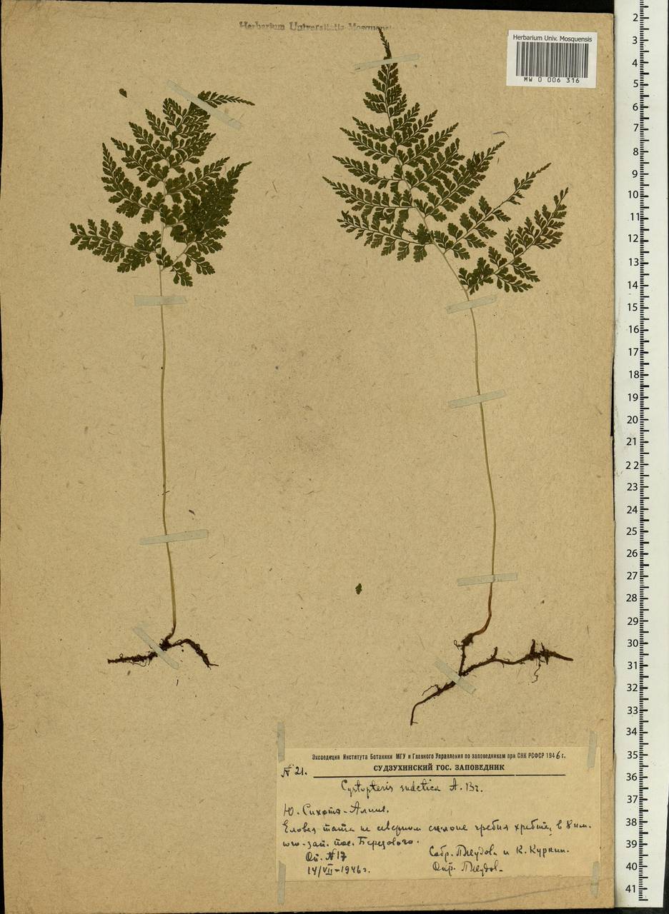 Cystopteris sudetica A. Br. & Milde, Siberia, Russian Far East (S6) (Russia)