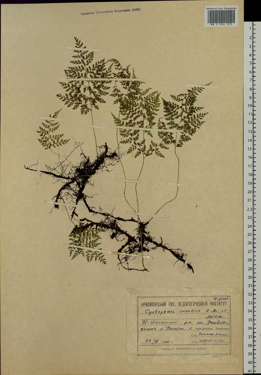 Cystopteris sudetica A. Br. & Milde, Siberia, Central Siberia (S3) (Russia)
