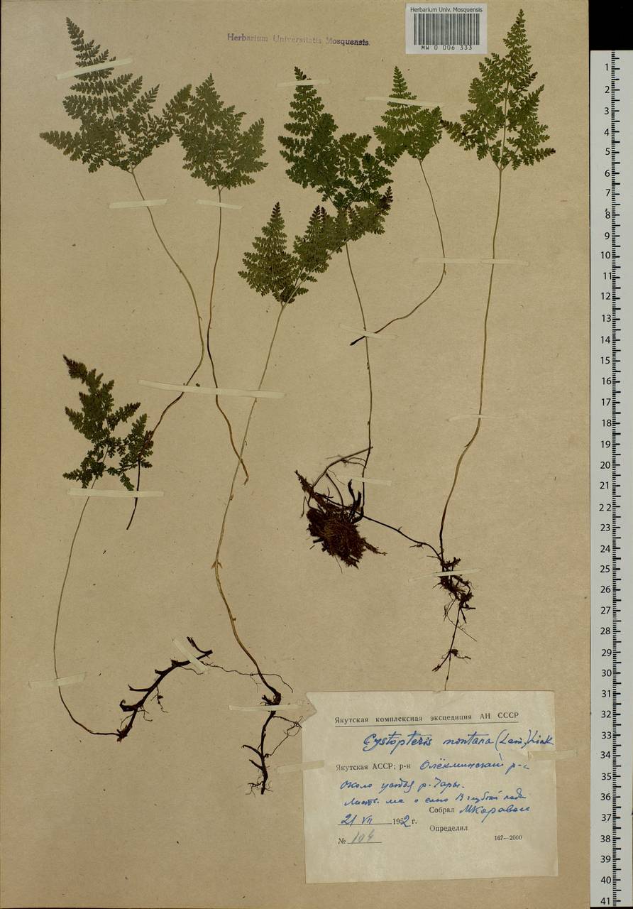 Cystopteris montana (Lam.) Desv., Siberia, Yakutia (S5) (Russia)