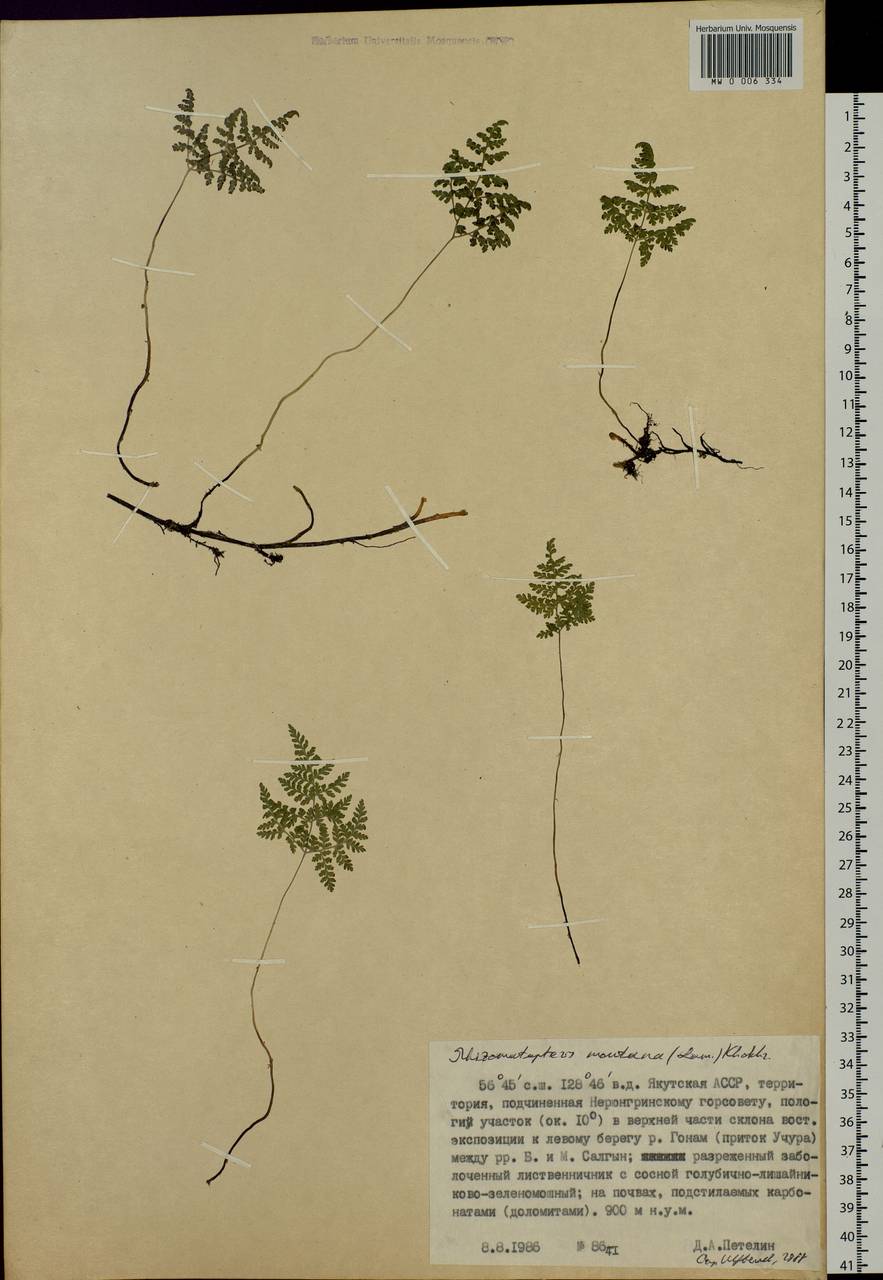 Cystopteris montana (Lam.) Desv., Siberia, Yakutia (S5) (Russia)