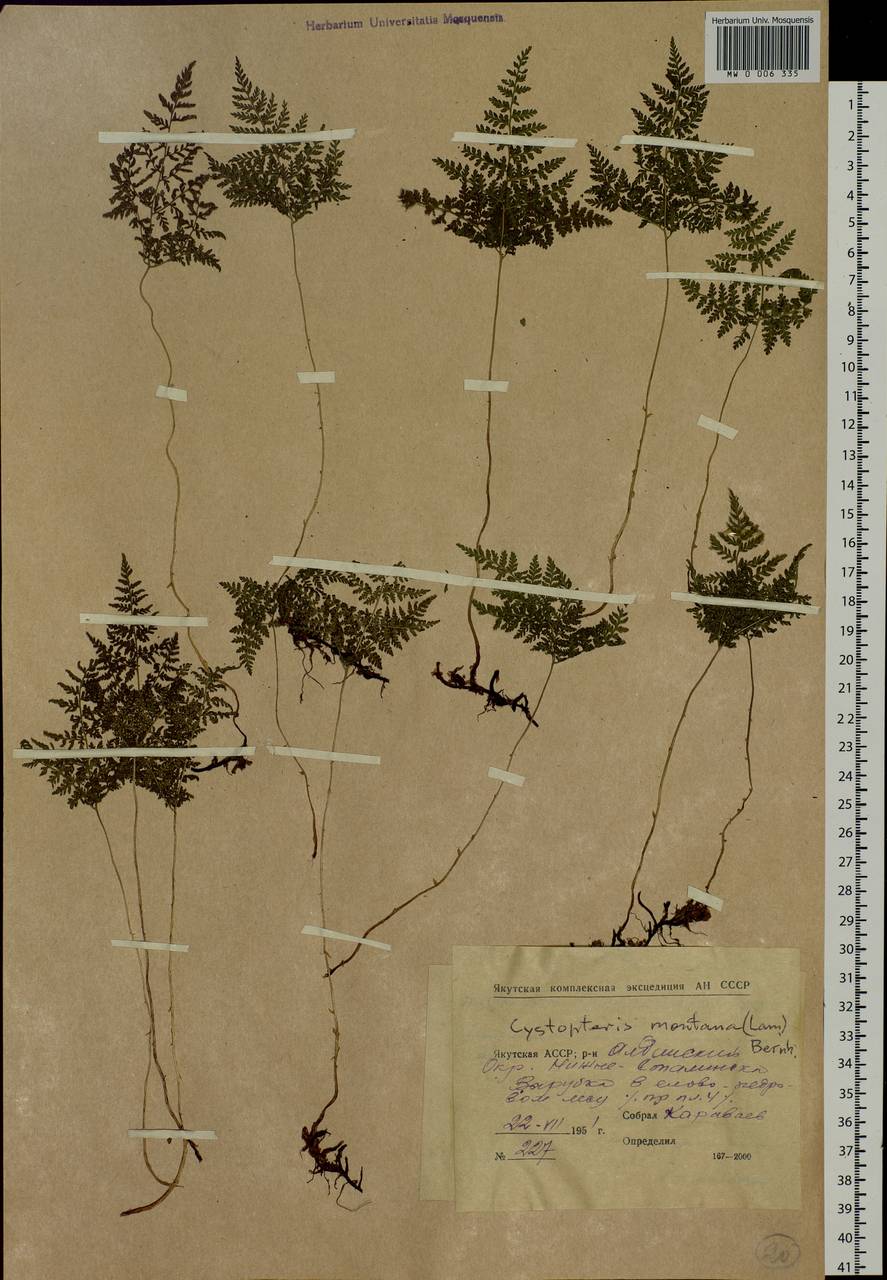 Cystopteris montana (Lam.) Desv., Siberia, Yakutia (S5) (Russia)