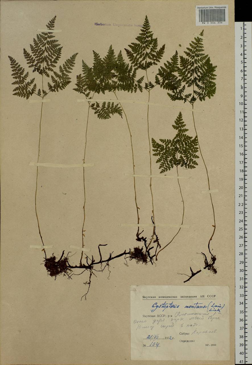 Cystopteris montana (Lam.) Desv., Siberia, Yakutia (S5) (Russia)