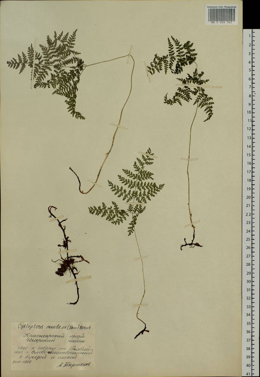 Cystopteris montana (Lam.) Desv., Siberia, Central Siberia (S3) (Russia)