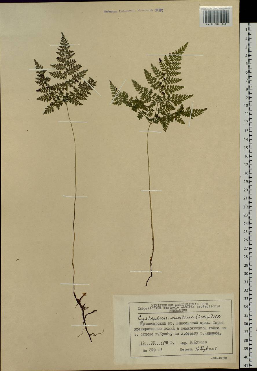 Cystopteris montana (Lam.) Desv., Siberia, Central Siberia (S3) (Russia)