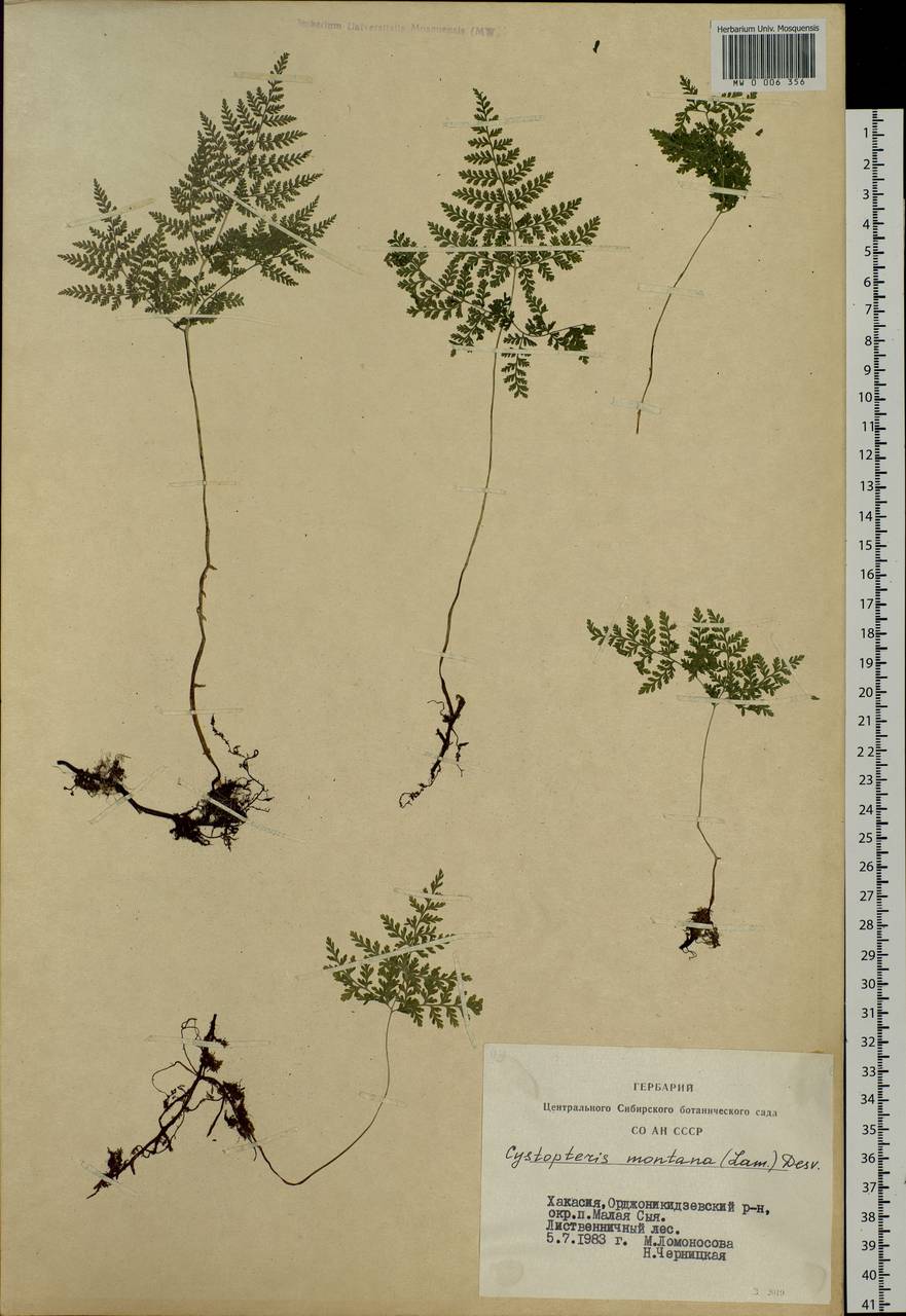 Cystopteris montana (Lam.) Desv., Siberia, Altai & Sayany Mountains (S2) (Russia)