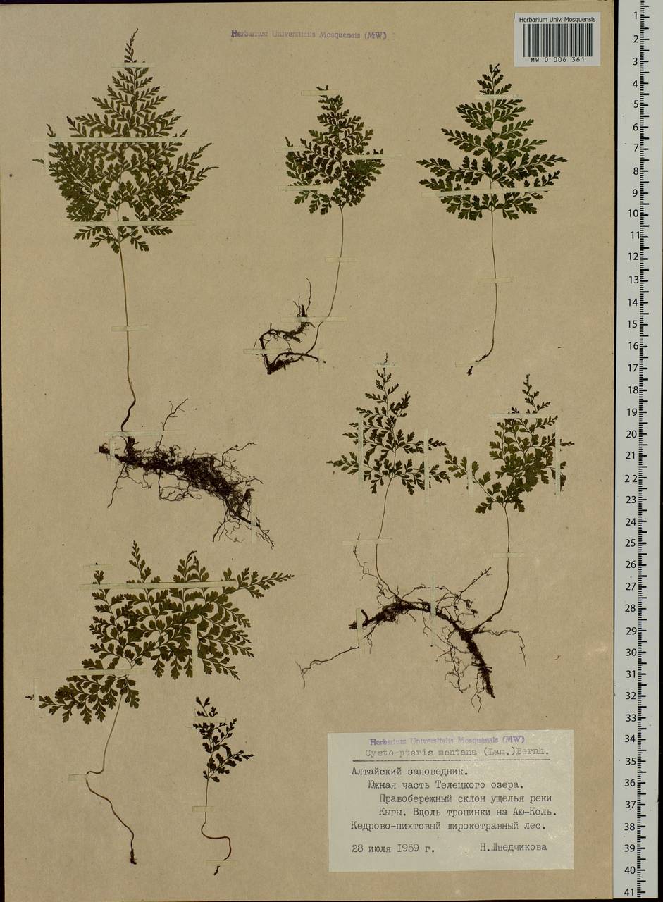 Cystopteris montana (Lam.) Desv., Siberia, Altai & Sayany Mountains (S2) (Russia)