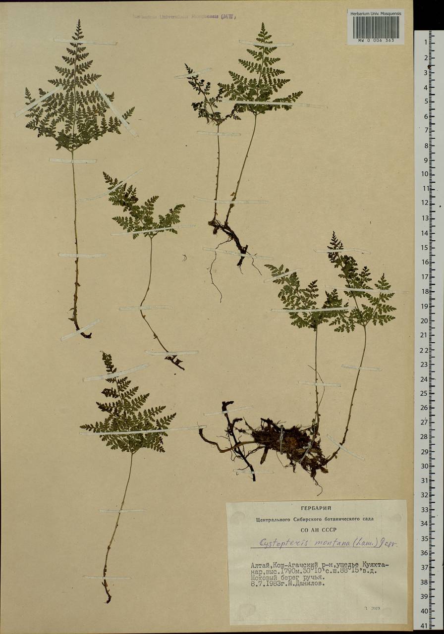 Cystopteris montana (Lam.) Desv., Siberia, Altai & Sayany Mountains (S2) (Russia)