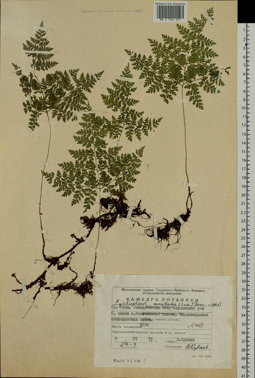 Cystopteris montana (Lam.) Desv., Eastern Europe, Eastern region (E10) (Russia)