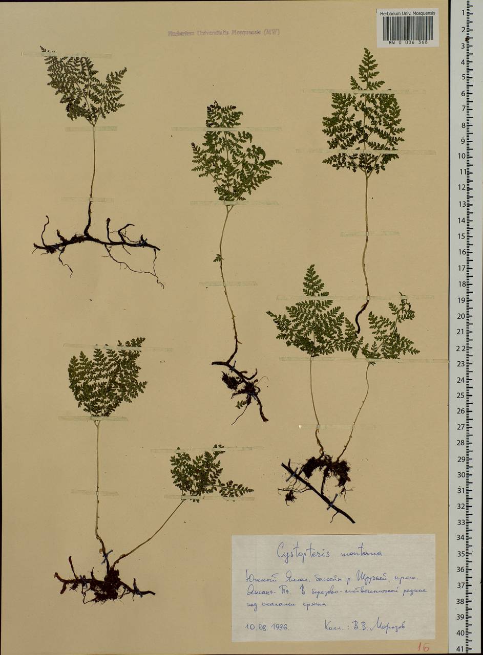Cystopteris montana (Lam.) Desv., Siberia, Western Siberia (S1) (Russia)