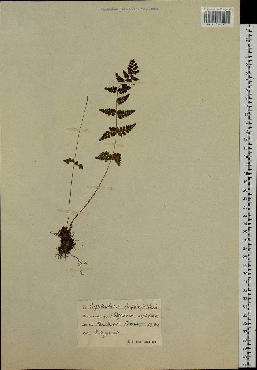 Cystopteris fragilis, Siberia, Chukotka & Kamchatka (S7) (Russia)