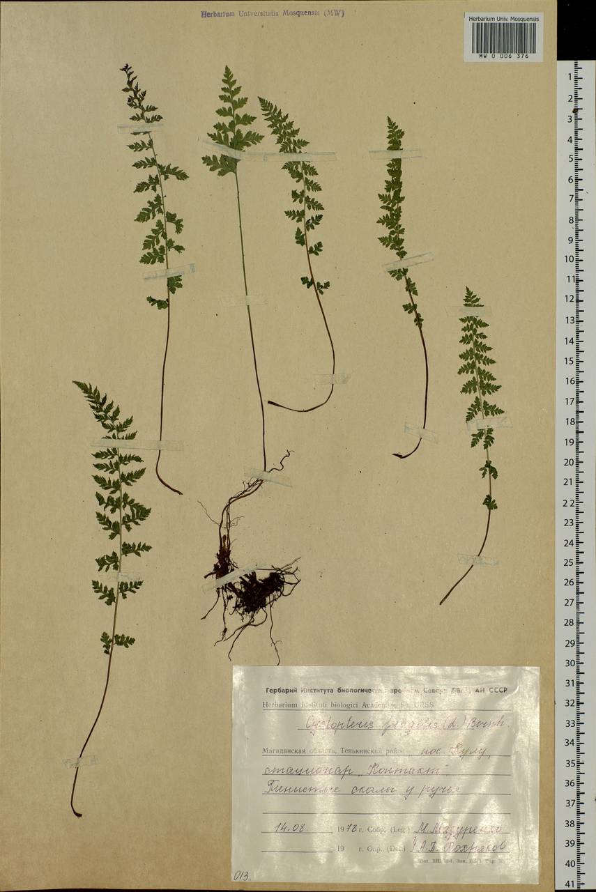 Cystopteris fragilis, Siberia, Chukotka & Kamchatka (S7) (Russia)