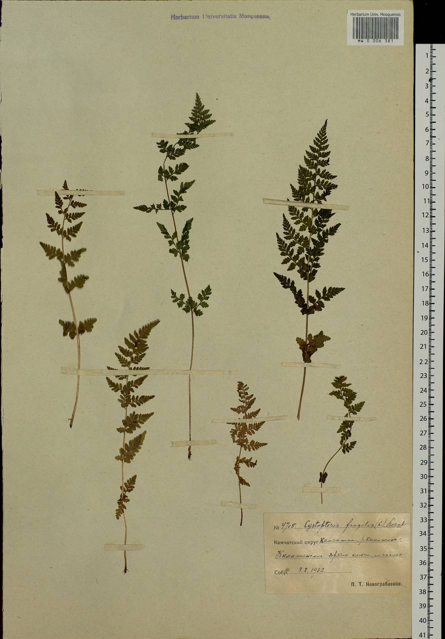 Cystopteris fragilis (L.) Bernh., Siberia, Chukotka & Kamchatka (S7) (Russia)