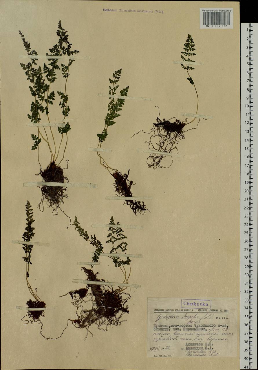 Cystopteris fragilis, Siberia, Chukotka & Kamchatka (S7) (Russia)