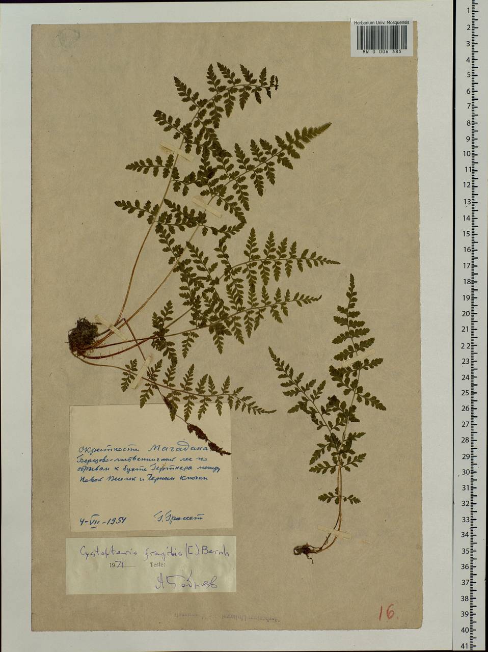 Cystopteris fragilis (L.) Bernh., Siberia, Chukotka & Kamchatka (S7) (Russia)
