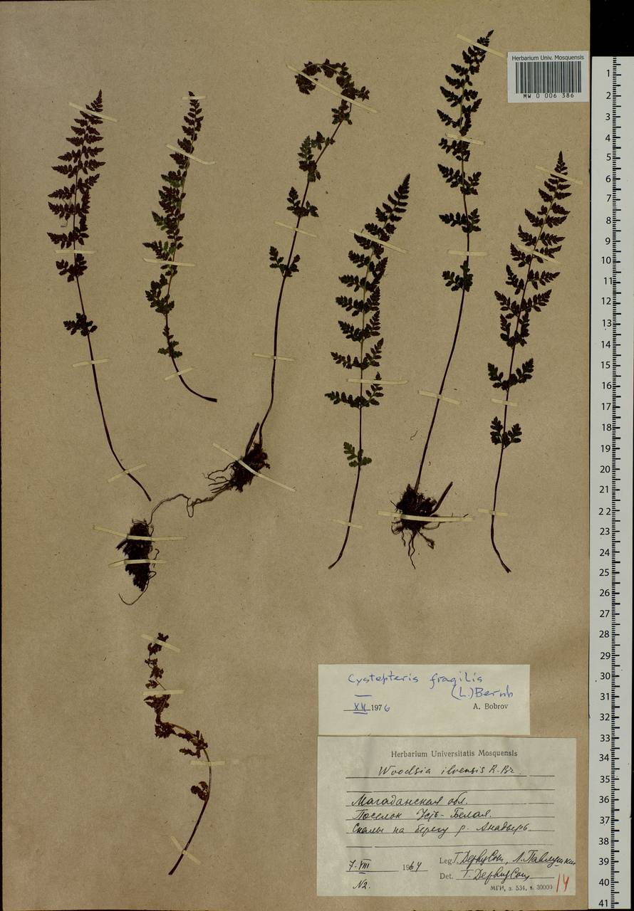 Cystopteris fragilis, Siberia, Chukotka & Kamchatka (S7) (Russia)