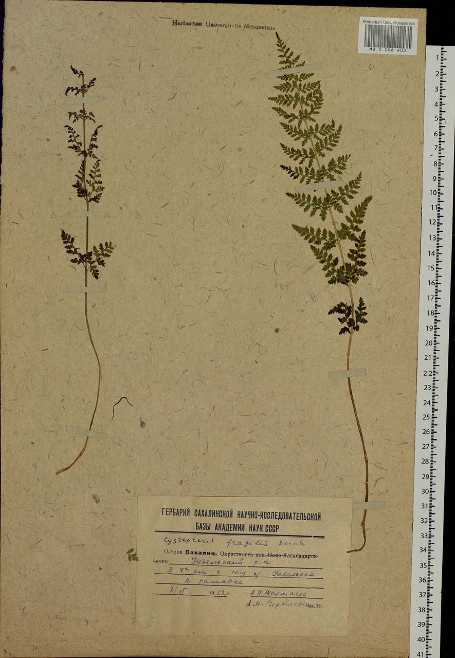 Cystopteris fragilis, Siberia, Russian Far East (S6) (Russia)