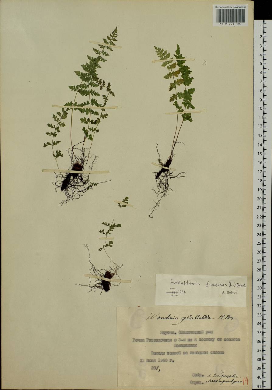 Cystopteris fragilis, Siberia, Yakutia (S5) (Russia)
