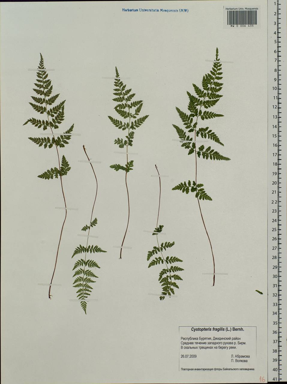 Cystopteris fragilis, Siberia, Baikal & Transbaikal region (S4) (Russia)