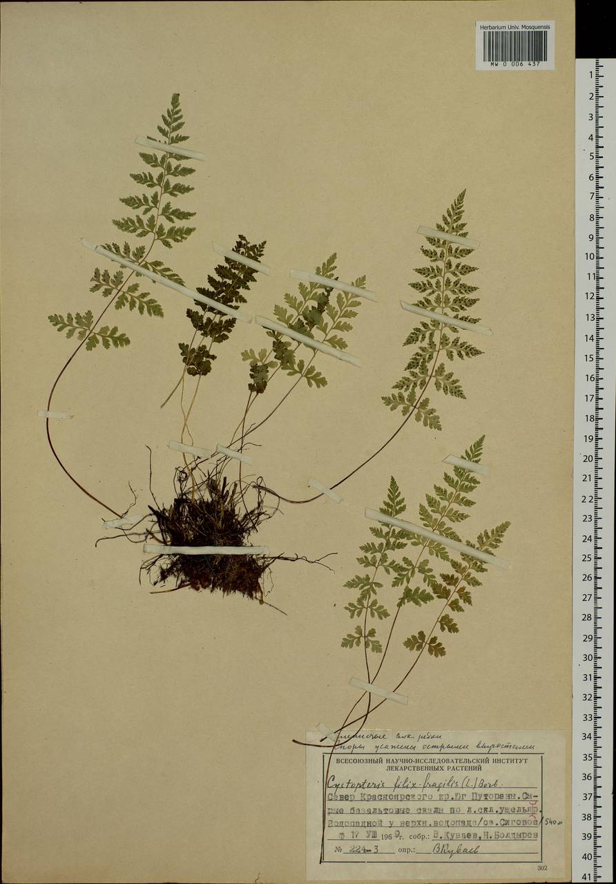 Cystopteris fragilis, Siberia, Central Siberia (S3) (Russia)