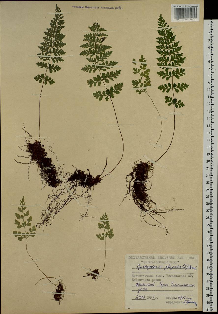 Cystopteris fragilis, Siberia, Central Siberia (S3) (Russia)
