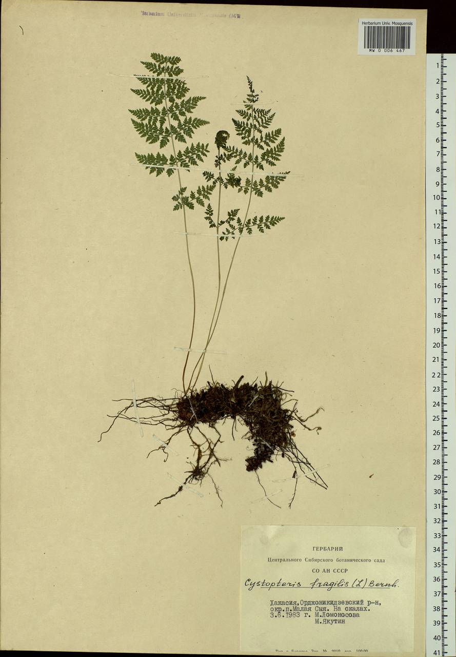 Cystopteris fragilis, Siberia, Altai & Sayany Mountains (S2) (Russia)