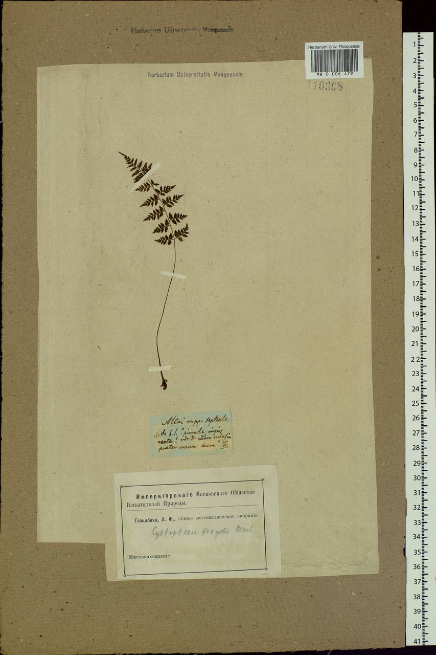 Cystopteris fragilis (L.) Bernh., Siberia, Altai & Sayany Mountains (S2) (Russia)