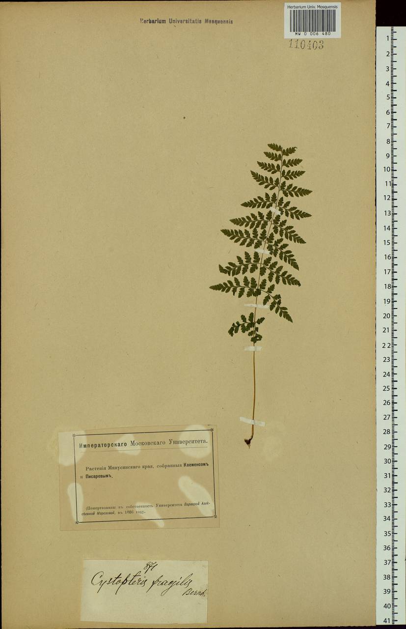 Cystopteris fragilis (L.) Bernh., Siberia, Altai & Sayany Mountains (S2) (Russia)