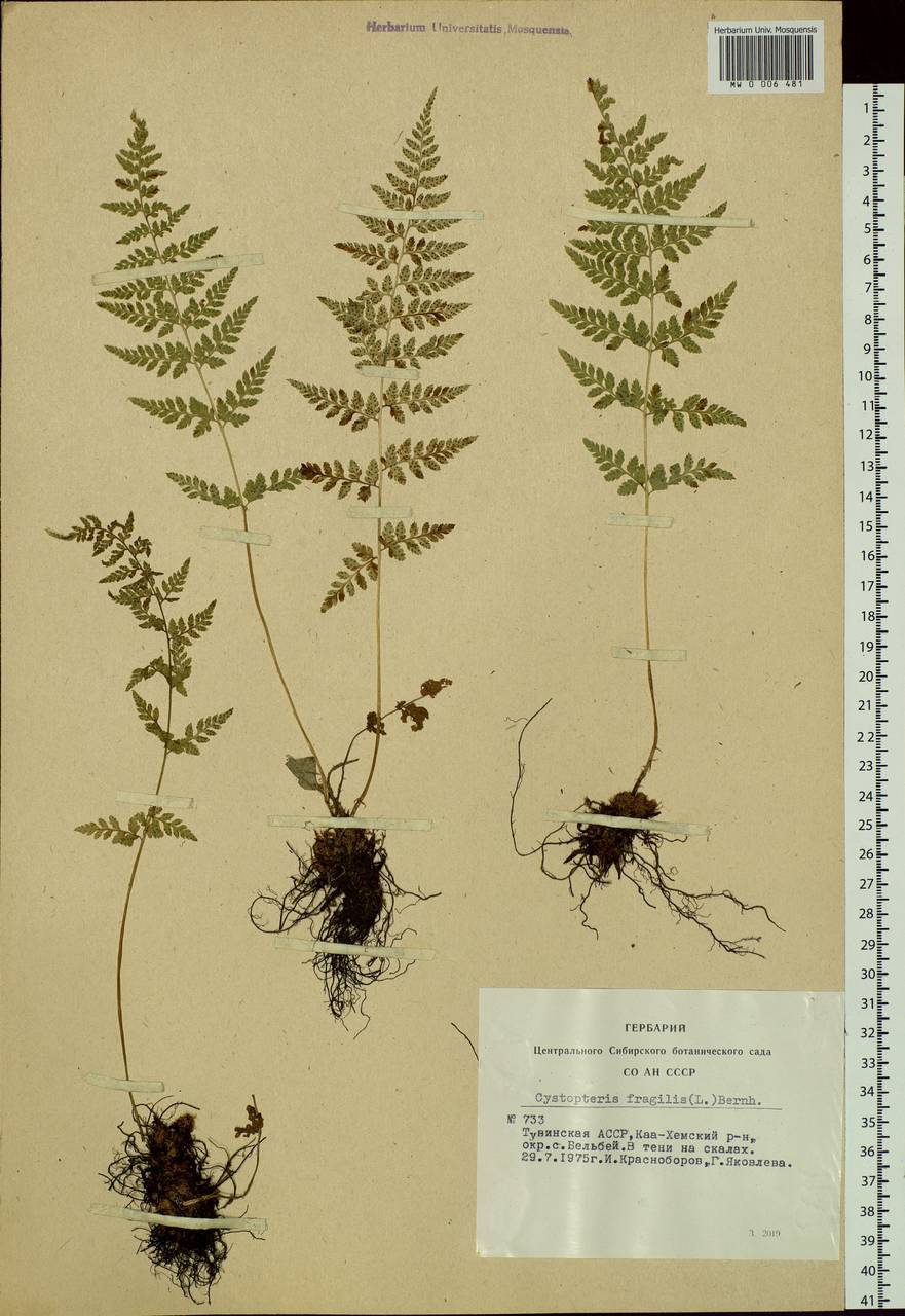 Cystopteris fragilis, Siberia, Altai & Sayany Mountains (S2) (Russia)