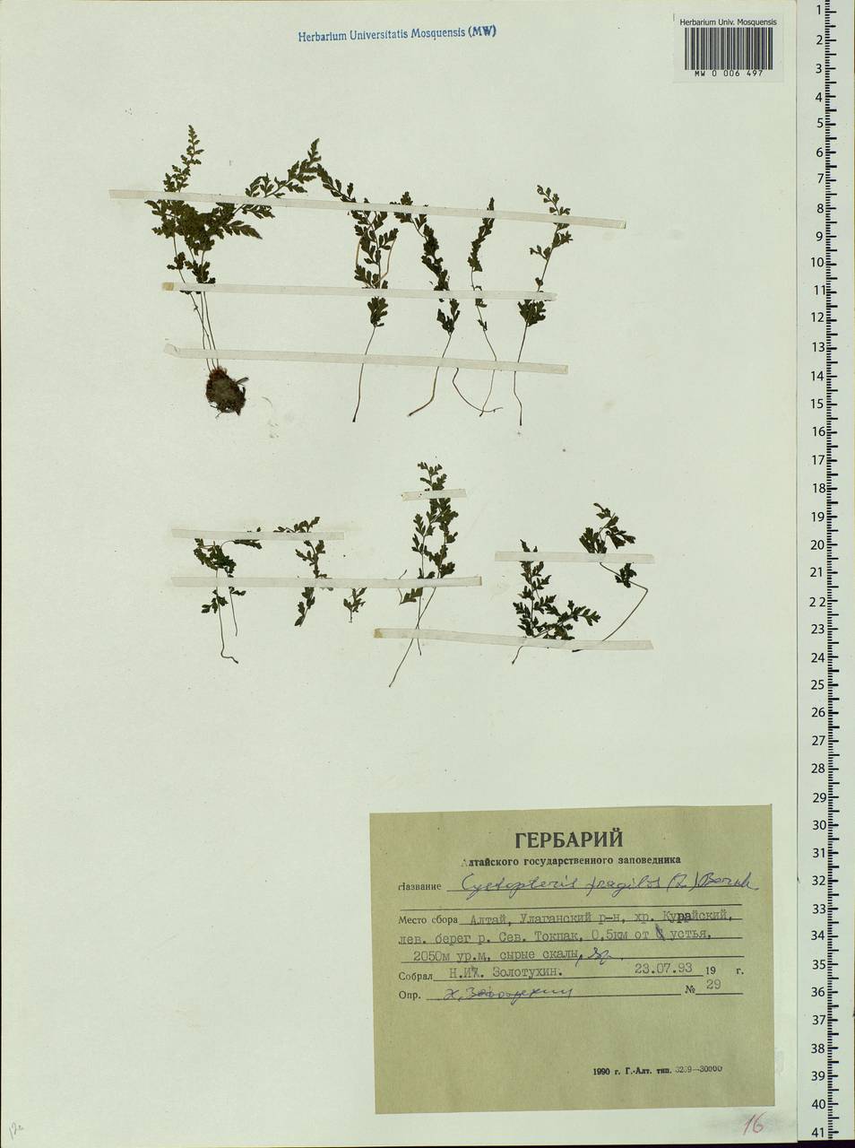 Cystopteris fragilis, Siberia, Altai & Sayany Mountains (S2) (Russia)