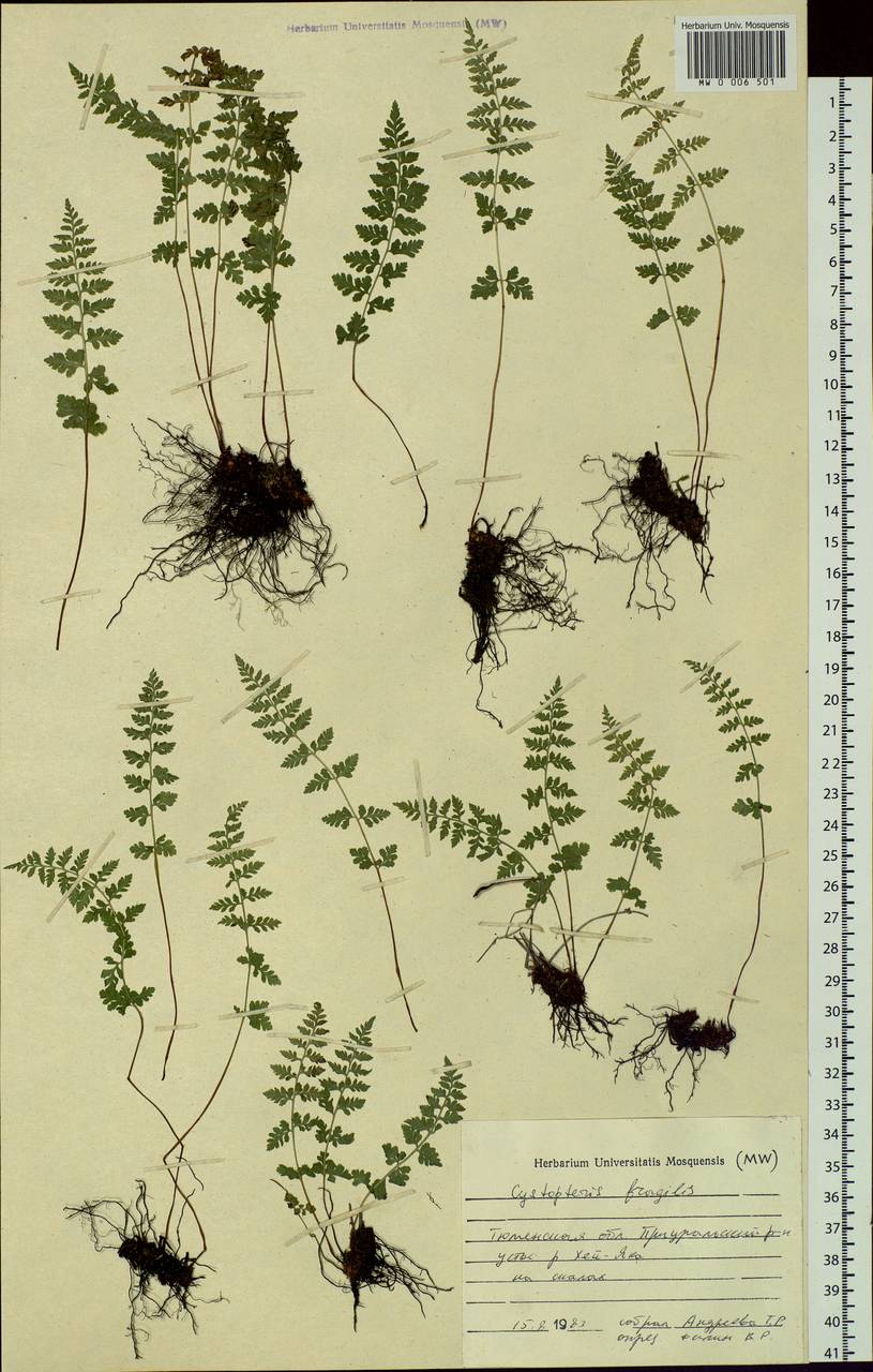 Cystopteris fragilis, Siberia, Western Siberia (S1) (Russia)