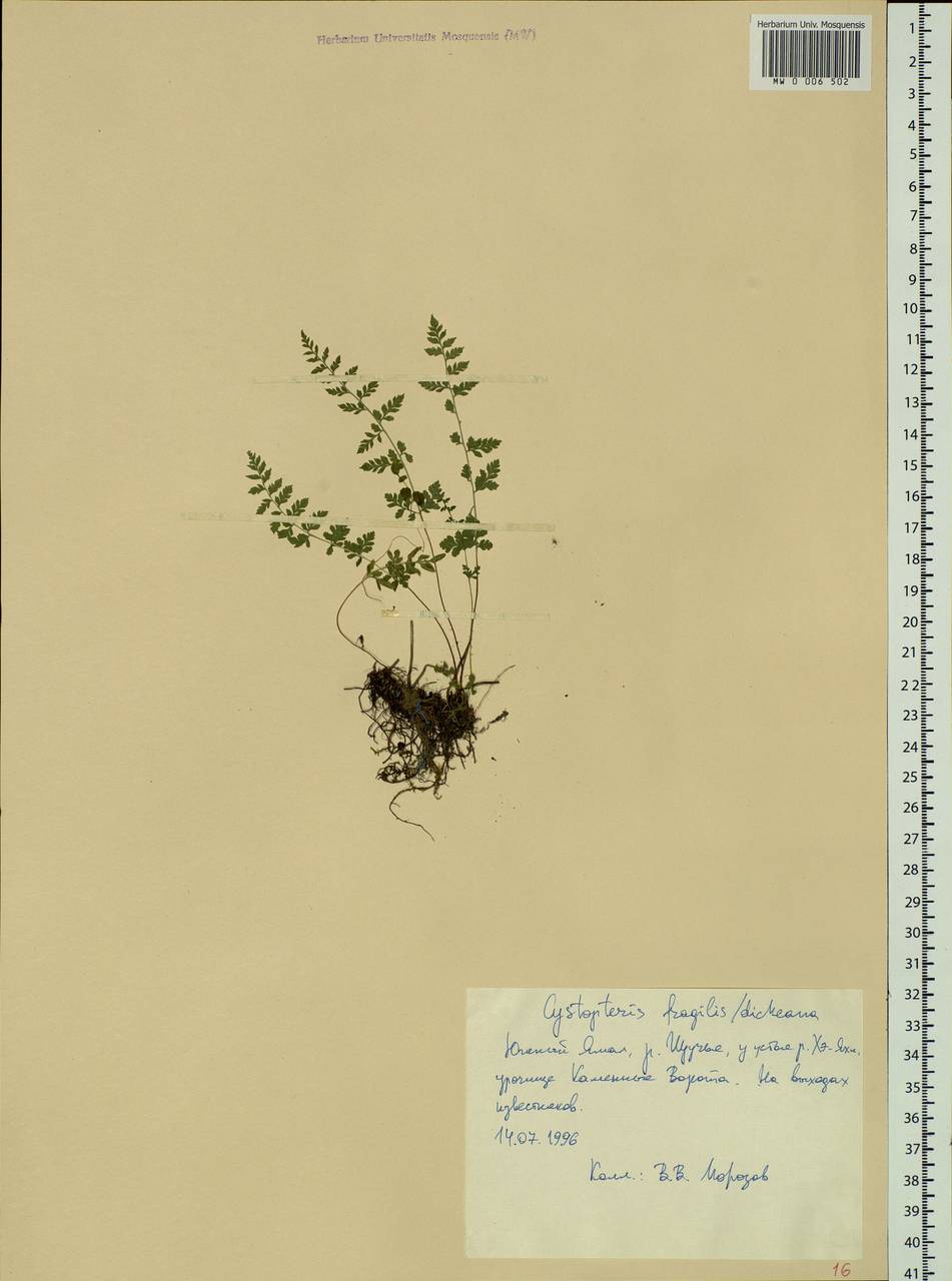 Cystopteris fragilis, Siberia, Western Siberia (S1) (Russia)