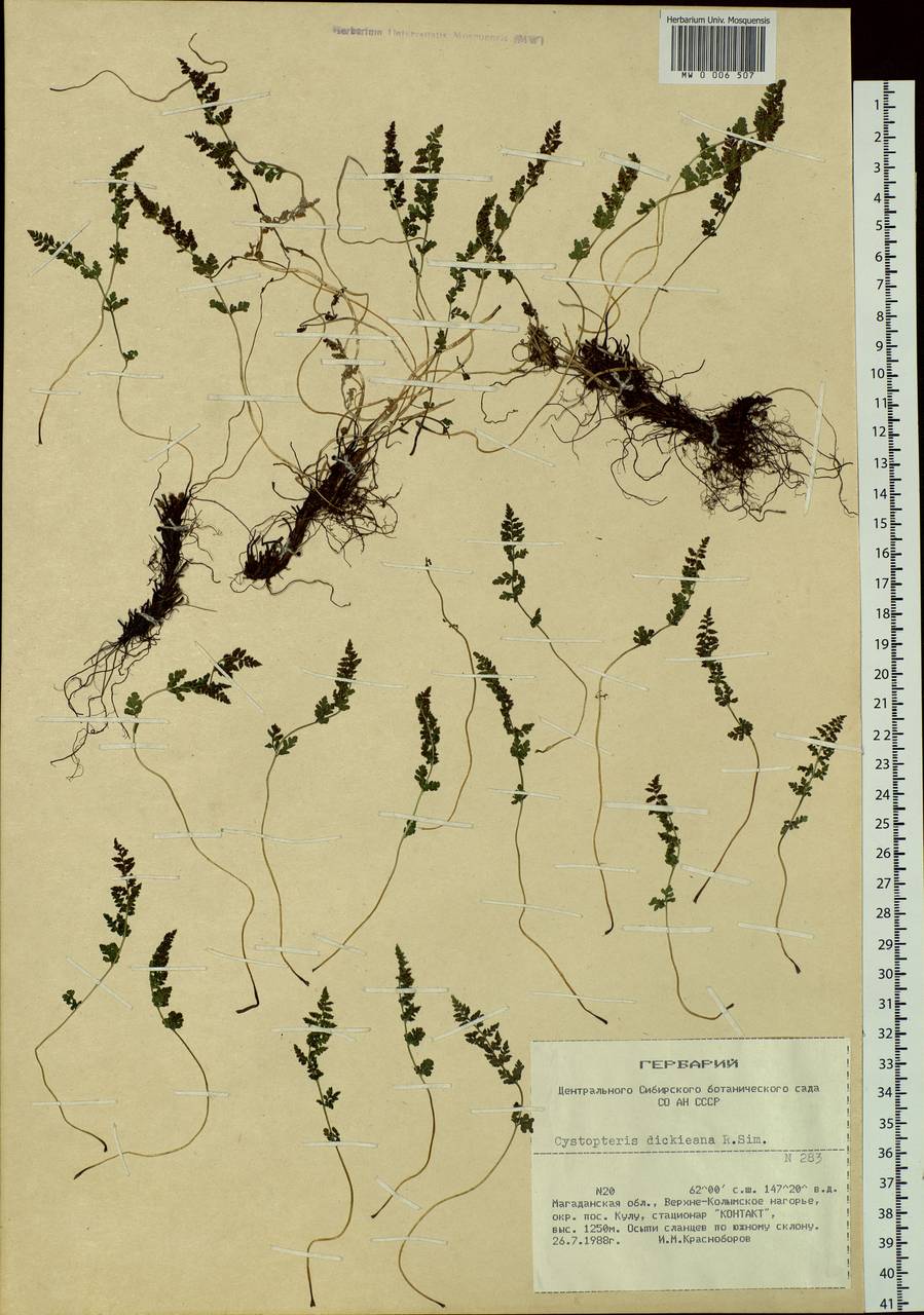 Cystopteris dickieana R. Sim, Siberia, Chukotka & Kamchatka (S7) (Russia)