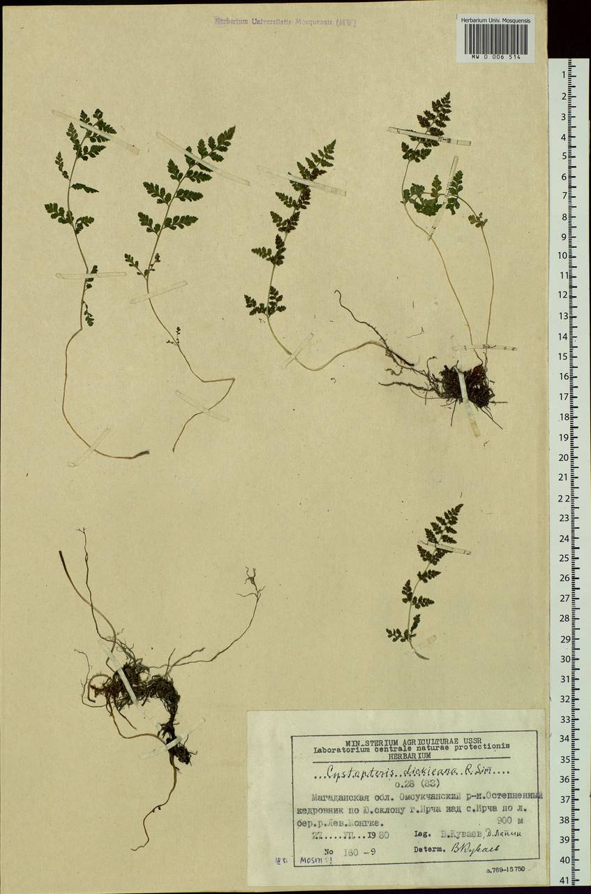 Cystopteris dickieana R. Sim, Siberia, Chukotka & Kamchatka (S7) (Russia)