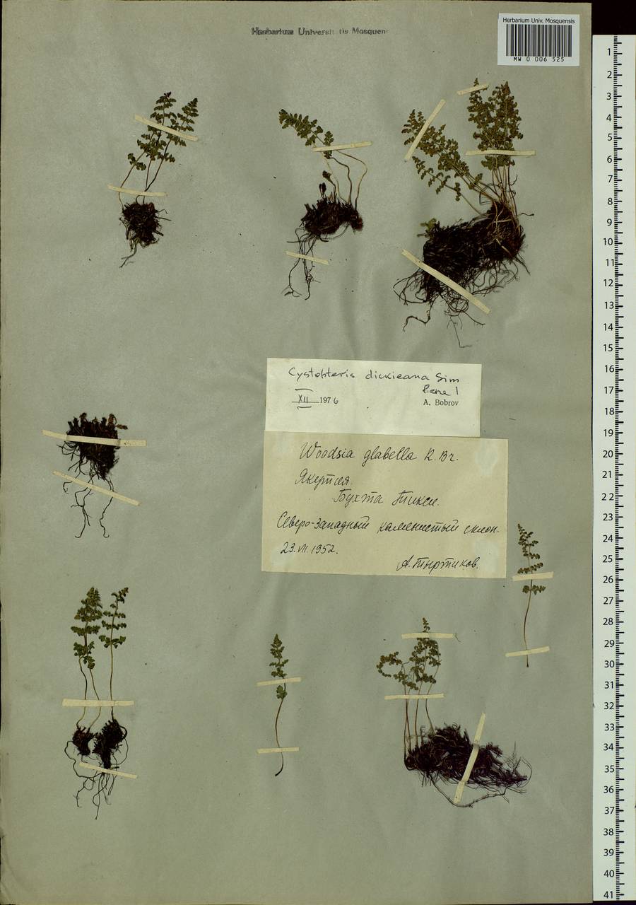Cystopteris dickieana R. Sim, Siberia, Yakutia (S5) (Russia)