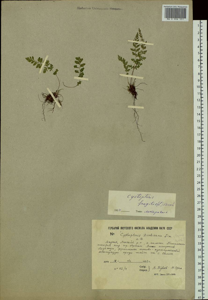 Cystopteris dickieana R. Sim, Siberia, Yakutia (S5) (Russia)