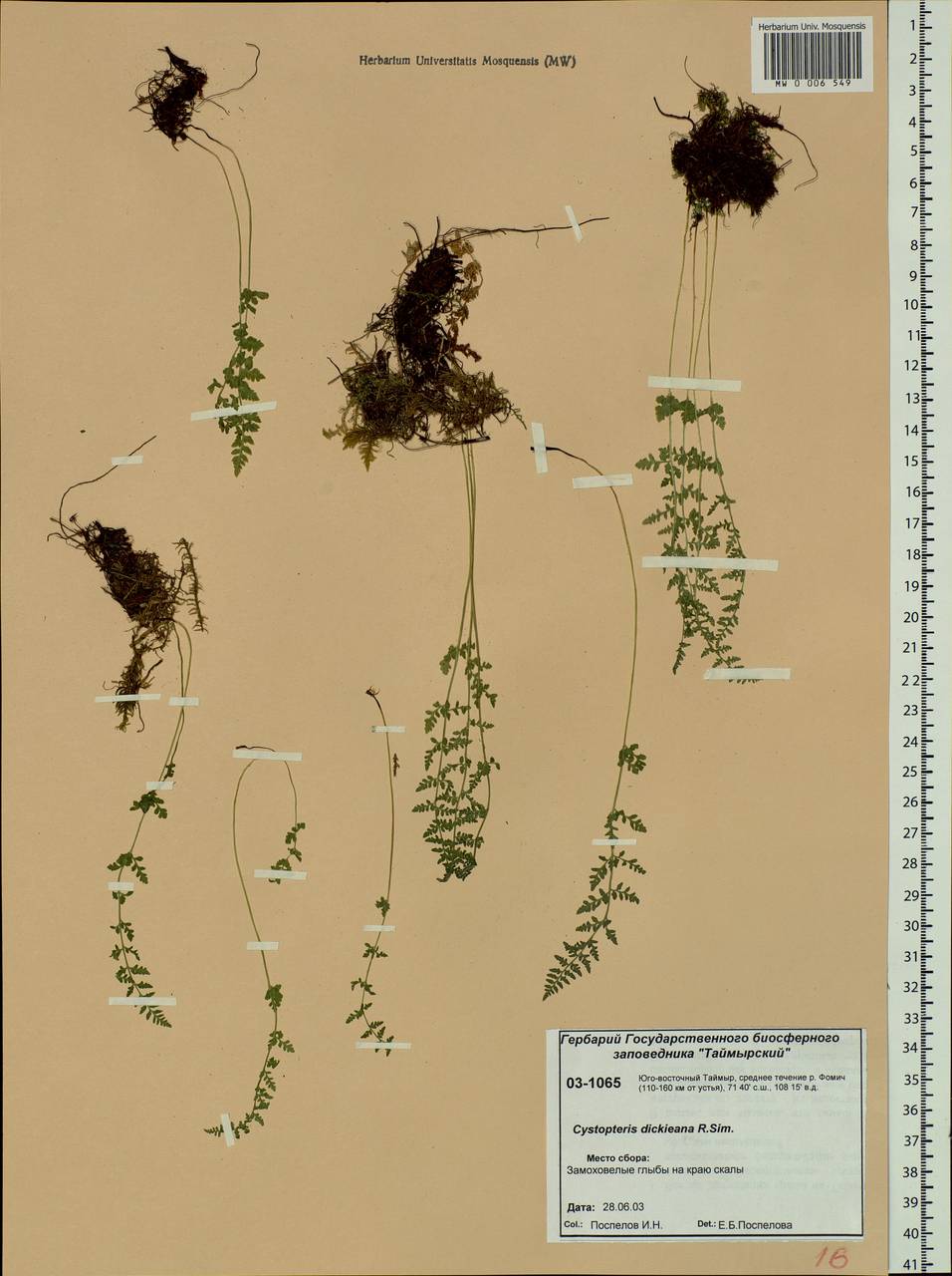 Cystopteris dickieana R. Sim, Siberia, Central Siberia (S3) (Russia)