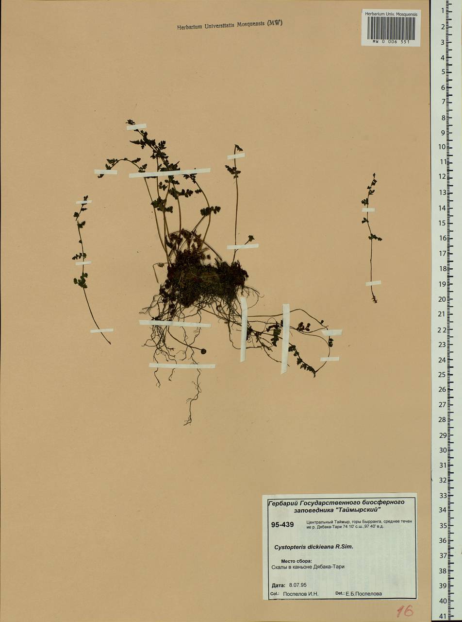 Cystopteris dickieana R. Sim, Siberia, Central Siberia (S3) (Russia)