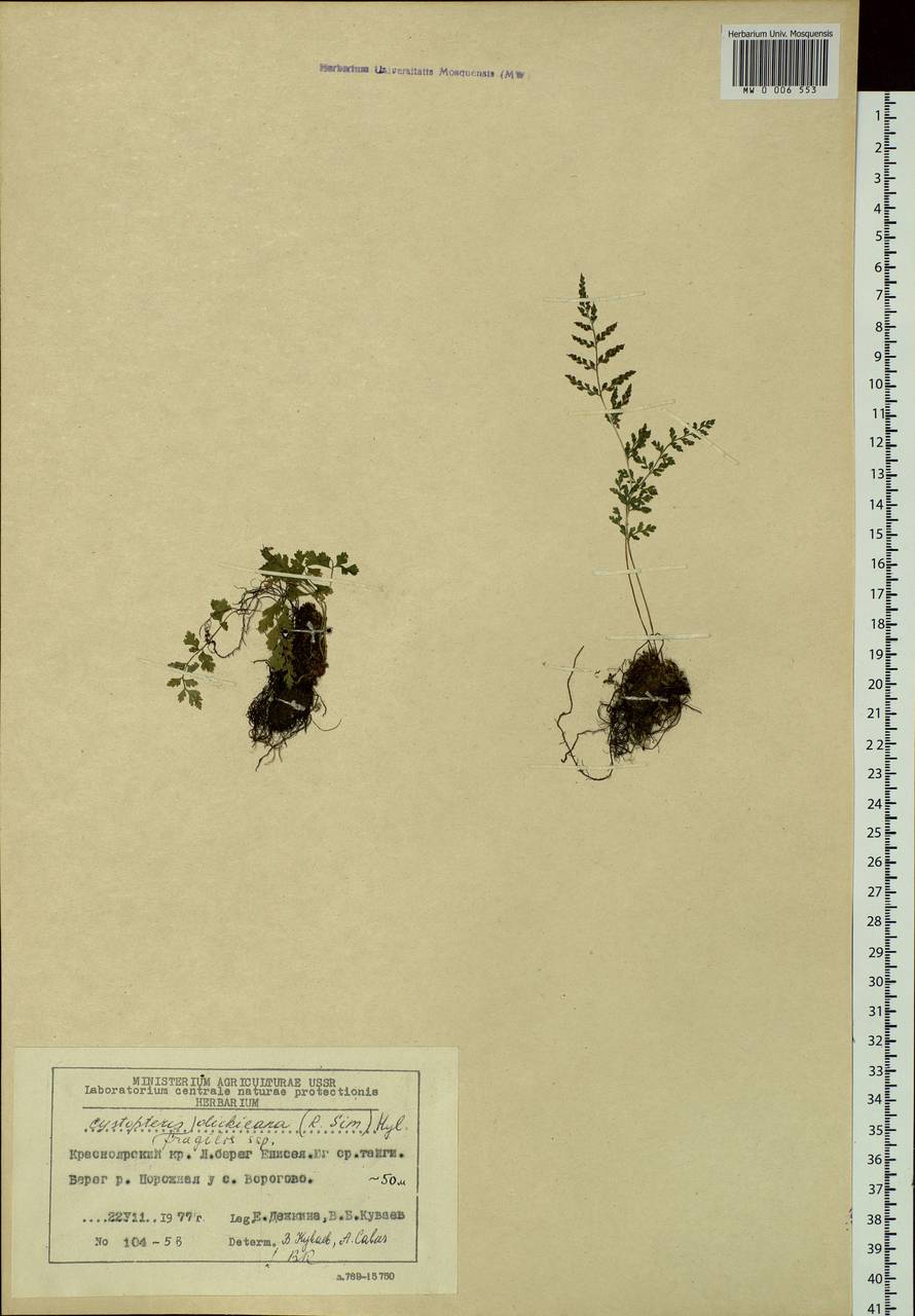 Cystopteris dickieana R. Sim, Siberia, Central Siberia (S3) (Russia)